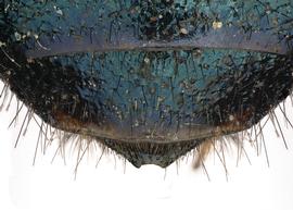   Osmia lignaria  male, dorsal view of seventh tergum (T7), photo: Chelsey Ritner 
