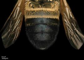   Lophanthedon sp.  female abdomen, photo: Chelsey Ritner 
