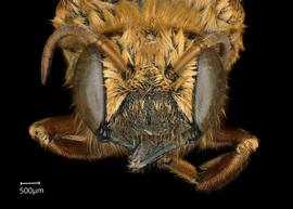   Lophanthedon sp.  female face, photo: Chelsey Ritner 
