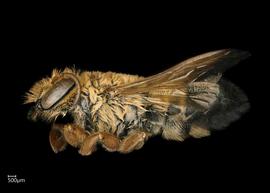   Lophanthedon sp.  female lateral habitus, photo: Chelsey Ritner 
