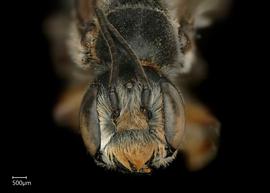   Stenomegachile chelostomoides  male face, photo: Chelsey Ritner 
