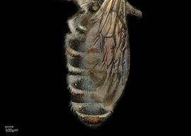   Stenomegachile chelostomoides  male abdomen, photo: Chelsey Ritner 
