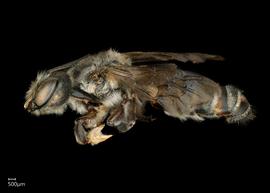   Stenomegachile chelistomoides  male lateral habitus, photo: Chelsey Ritner 
