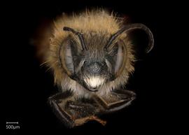   Megachile (Trichurochile)  sp. male face, photo: Chelsey Ritner 
