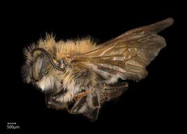   Megachile (Trichurochile)  sp. male lateral habitus, photo: Chelsey Ritner 

