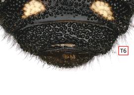   Austrostelis catamarensis  female T6, photo: C. Ritner 
