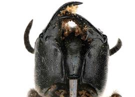   Hofferia mauritanisa  female hypostomal area without lateral carina, photo: C. Ritner 
