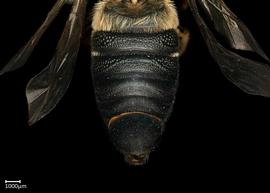   Callomegachile sculpturalis nbsp;female abdomen, photo: Colleen Meidt 
