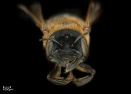   Callomegachile sculpturalis nbsp;female face, photo: Colleen Meidt 
