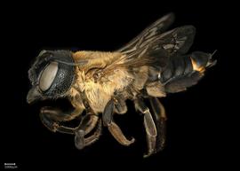   Callomegachile sculpturalis nbsp;female lateral habitus, photo: Colleen Meidt 
