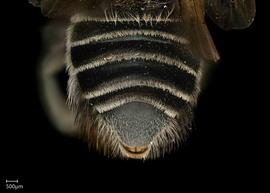   Megachile sp.nbsp; female abdomen, photo: Jeni Sidwell 
