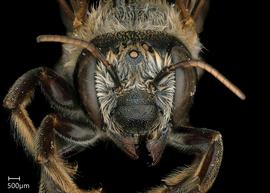   Megachile sp.nbsp; female face, photo: Jeni Sidwell 
