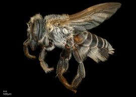   Megachile sp.nbsp; female lateral habitus, photo: Jeni Sidwell 
