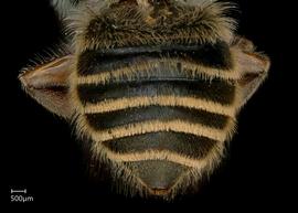   Megachile (Moureapis)  sp. female abdomen, photo: Jeni Sidwell 
