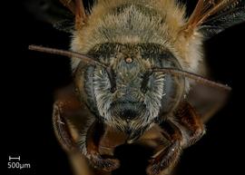   Megachile (Moureapis)  sp. female face, photo: Jeni Sidwell 
