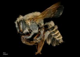   Megachile (Moureapis)  sp. female lateral habitus, photo: Jeni Sidwell 
