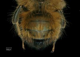   Osmia bicornis  male abdomen, photo: Chelsey Ritner 
