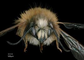   Osmia bicornis  male face, photo: Chelsey Ritner 
