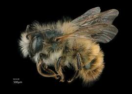  Osmia bicornis  male lateral habitus, photo: Chelsey Ritner 
