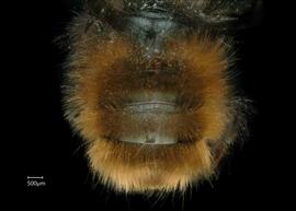   Osmia cornuta  female abdomen, photo: Chelsey Ritner 
