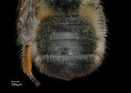   Osmia emarginata  female abdomen, photo: Chelsey Ritner 
