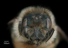   Osmia emarginata  female face, photo: Chelsey Ritner 
