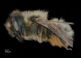   Osmia emarginata  female lateral habitus, photo: Chelsey Ritner 

