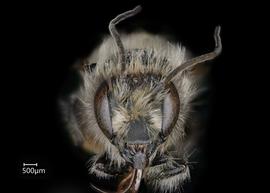   Osmia emarginata  male face, photo: Chelsey Ritner 
