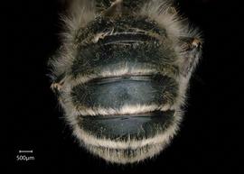   Osmia maxillaris  male abdomen, photo: Chelsey Ritner 
