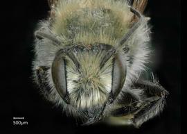   Osmia maxillaris  male face, photo: Chelsey Ritner 
