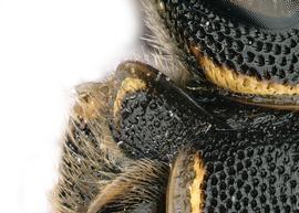   Pachyanthidium bouyssani  female pronotal lobes with lamellate carina, photo: C. Ritner 
