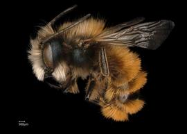   Osmia kohlii  male lateral habitus, photo: Chelsey Ritner 
