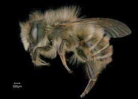   Osmia excavata  male lateral habitus, photo: Chelsey Ritner 
