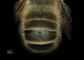   Osmia excavata  female abdomen, photo: Chelsey Ritner 
