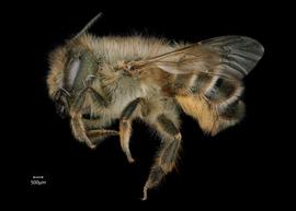   Osmia excavata  female lateral habitus, photo: Chelsey Ritner 

