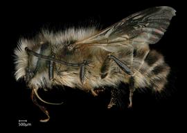   Osmia longicornis  male lateral habitus, photo: Chelsey Ritner 
