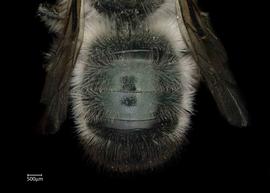   Osmia mustelina  female abdomen, photo: Chelsey Ritner 
