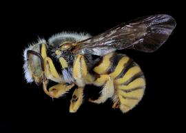   Acedanthidium  sp. male lateral habitus, photo: C. Ritner copy; Division of Entomology, University of Kansas Biodiversity Institute 
