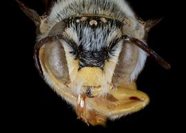   Acedanthidium  sp. male face, photo: C. Ritner copy; Division of Entomology, University of Kansas Biodiversity Institute 
