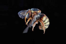   Stelis cooperi  male lateral habitus, photo: C. Ritner 
