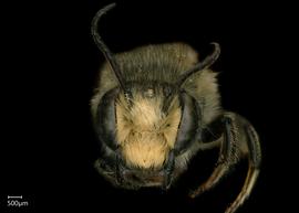  Megachile zapoteka  male face, photo: Shaun Heller 
