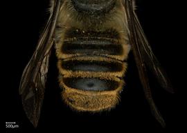   Megachile zapoteka  male abdomen, photo: Shaun Heller 
