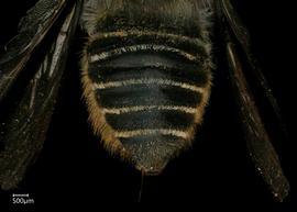   Megachile zapoteka  female abdomen, photo: Shaun Heller 
