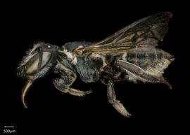   Megachile clara  female lateral habitus, photo: Shaun Heller 
