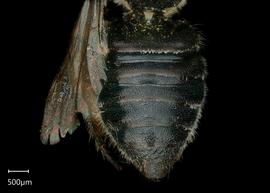   Megachile clara nbsp;female abdomen, photo: Shaun Heller 
