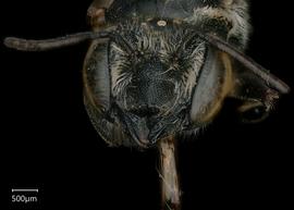   Megachile clara nbsp;female face, photo: Shaun Heller 
