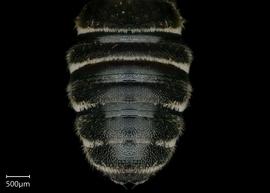   Megachile clara nbsp;male abdomen, photo: Shaun Heller 
