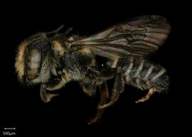   Megachile clara nbsp;male lateral habitus, photo: Shaun Heller 
