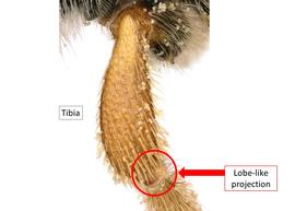   Paranthidium jugatorium  female middle tibia, photo: C. Ritner 
