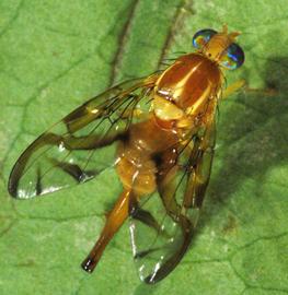  female Mexican fruit fly, adult; photo by Jeffrey W. Lotz, Florida Department of Agriculture and Consumer Services 
